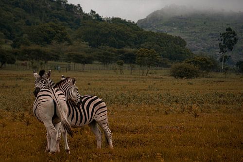 Câliner les zèbres lors de la fête de demain sur Laura Drijfhout
