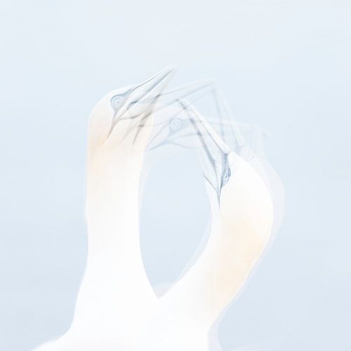 Jan Van Gent
