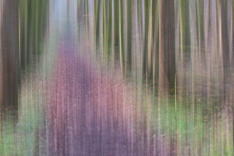 abstract path by Tania Perneel