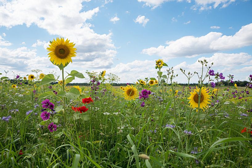 Field with sunflowers Mallow blossoms and poppies by SusaZoom