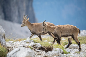 Zwei junge Steinböcke (Capra Ibex) in den Dolomiten