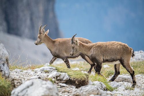 Twee jonge steenbokken (Capra Ibex) in de Dolomieten