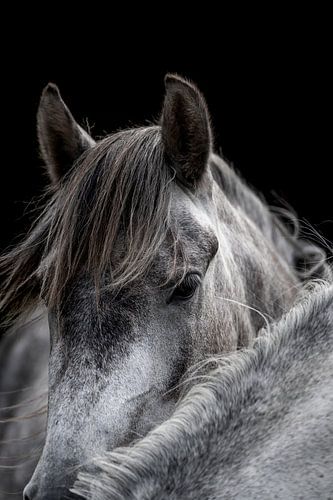 Paard Intiem in Grijstinten tegen Donkere Achtergrond