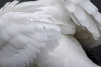 Ailes de cygne