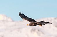 Zeearend jagend in de lucht in de winter van Sjoerd van der Wal Fotografie thumbnail