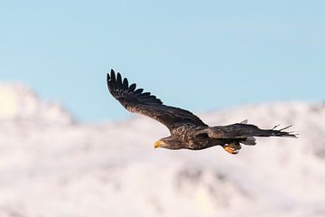 Zeearend jagend in de lucht in de winter van Sjoerd van der Wal Fotografie