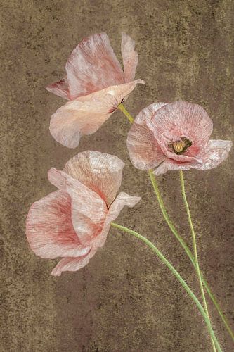 Retro Bloemen. De Klaproos. Pastel. Peach Fuzz.