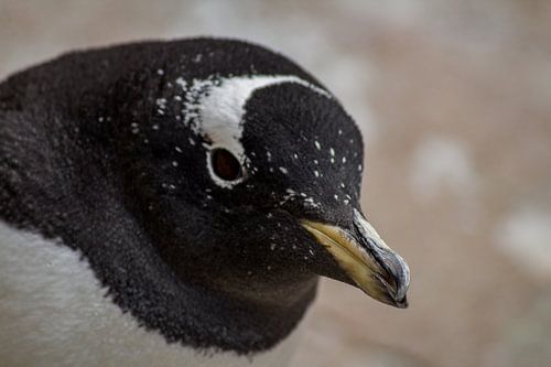 Gentoo penguin