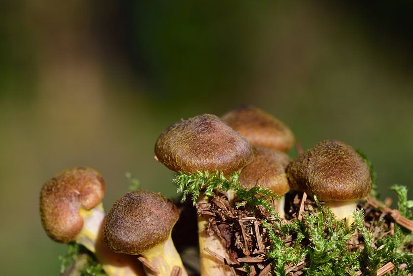 Pilze im Freien von Ulrike Leone