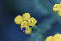 Petit papillon de nuit sur des fleurs jaunes
