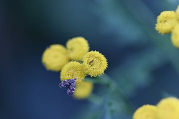 Klein motje op gele bloemetjes van Kimberley van Lokven