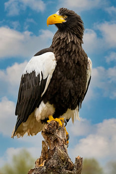 Sitzender Weißkopfseeadler mit gelbem Schnabel und Beinen, vor blauem Himmel mit weißen Wolken. Der 