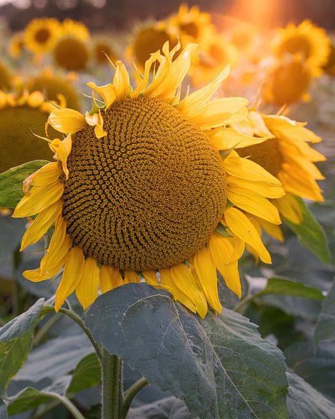 Sunflowers, Helianthus annuus by Alexander Ludwig