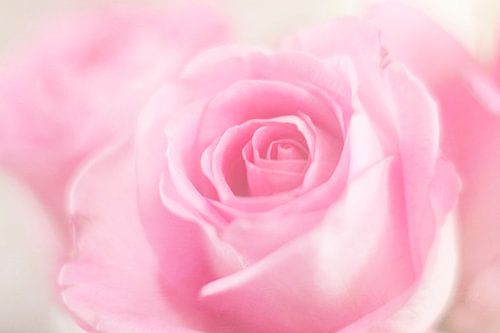 Une rose rien que pour vous... sur LHJB Photography