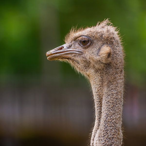 De Struisvogel - Struthio camelus van Rob Smit