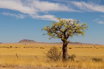 Bloeiende boom in Namibië