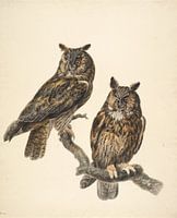 Twee uilen, Stephanus Hendrik Willem van Trigt