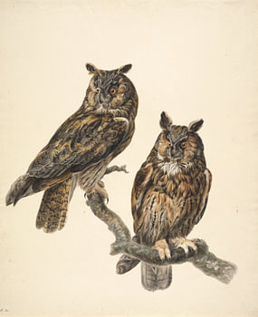 Deux hiboux, Stephanus Hendrik Willem van Trigt