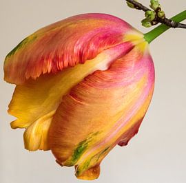 Französische Tulpe von Annelies Martinot