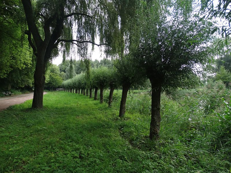 De Bomen by Ronald Wakker