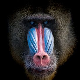 Mandril monkey with beautiful colors by Karin vd Waal