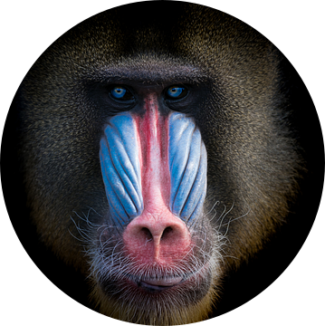 Mandril aap met mooie kleuren van Karin vd Waal