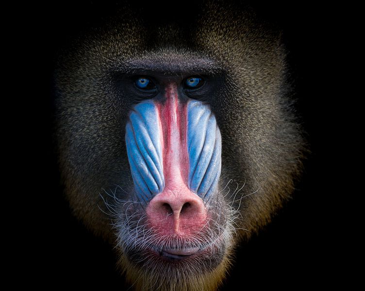 Mandril monkey with beautiful colors by Karin vd Waal