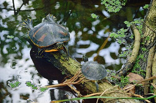Een familiebijeenkomst van schildpadden