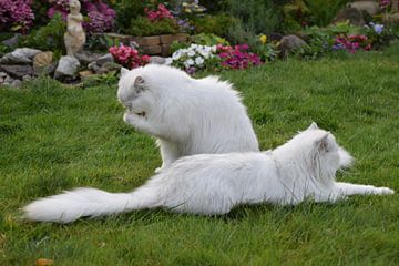 Katzen auf dem Rasen