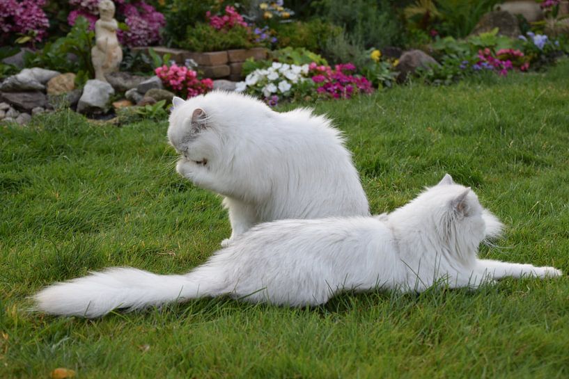 cats on the grass by Petra van Engelenburcht