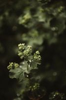 Lady's mantle 4