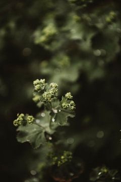 Lady's mantle 4