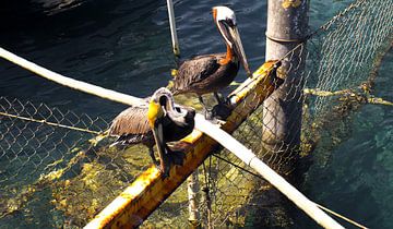 Twee pelikanen op Curaçao van Melissa vd Bosch