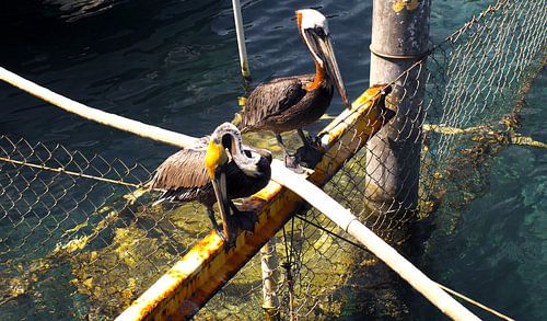 Deux pélicans à Curaçao