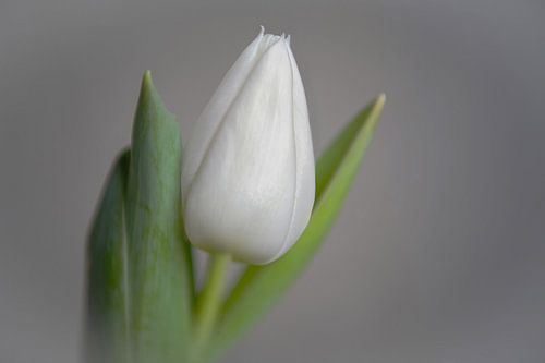 Witte Tulp 02 - Vorm