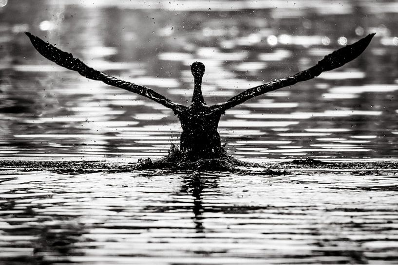 Cormorant by Peter Branger
