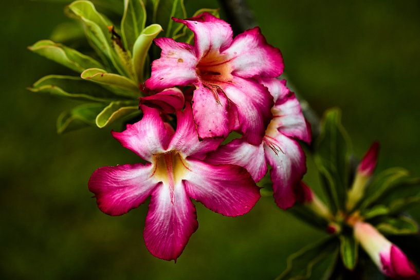 Beauté naturelle d’une fleur tropicale en Thaïlande par Frank Photos