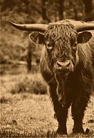 Scottish Highlander