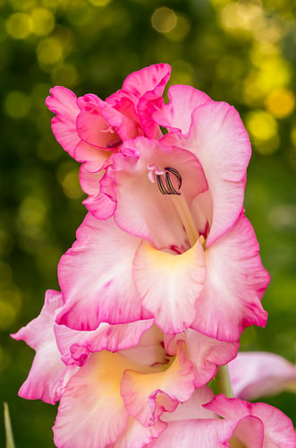 Zonovergoten roze gladiolenbloem – close-up, verticaal, botanische kunst