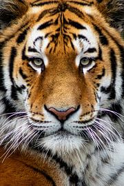 Bengalischer Tiger – Nahaufnahme im Stehen von Kim Van Uuden