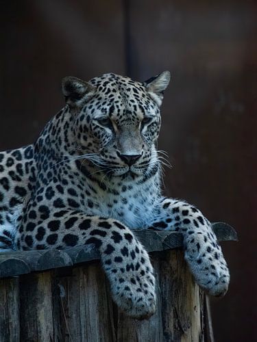A snow leopard lying in the subdued twilight