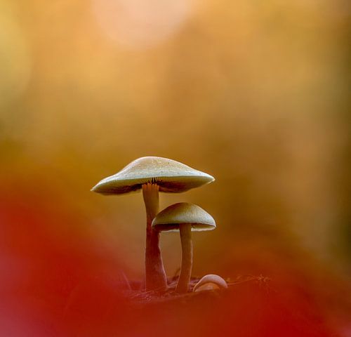 paddestoel in warme herfstinten