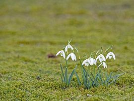 Schneeglöckchen
