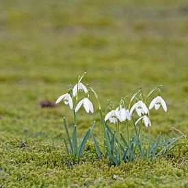 Schneeglöckchen von Katrin May