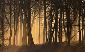 Zonneharpen op de Veluwe van Nature Prints