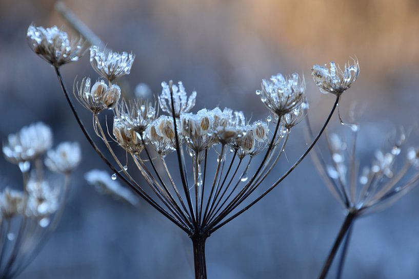 Berenklauw in de winter von Susan Dekker
