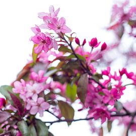 Bloesem in roze 1 by Wen van  Gampelaere