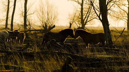 Wilde paarden in de avondzon