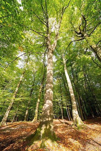Herfst in het bos van Brakel