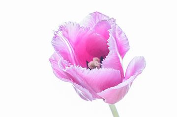 roze tulp van Gea Veenstra